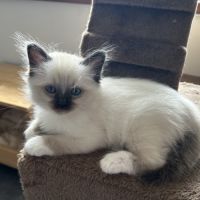 Chaton sacre de birmanie #6