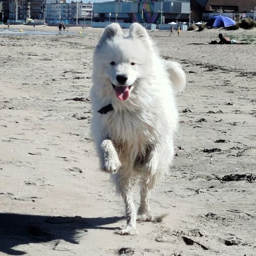 Donne samoyède mâle de 2 ans #0