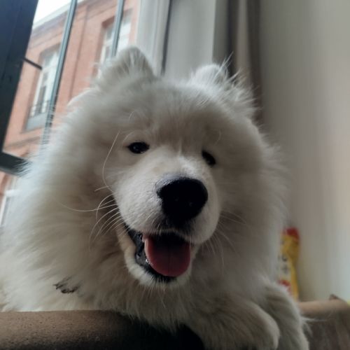 Donne samoyède mâle de 2 ans #2
