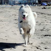 Donne samoyède mâle de 2 ans