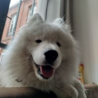 Donne samoyède mâle de 2 ans #2