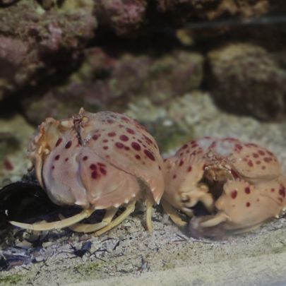 Crabe calappa granulata #4