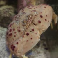 Crabe calappa granulata #1