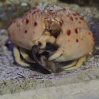 Crabe calappa granulata #2