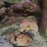 Crabe calappa granulata #3