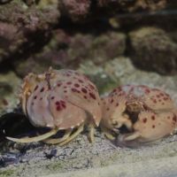 Crabe calappa granulata #4