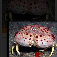 Crabe calappa granulata #0