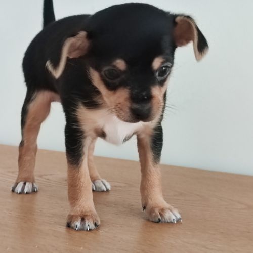 Magnifiques chiots de type chihuahua #0