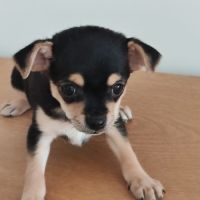 Magnifiques chiots de type chihuahua #2