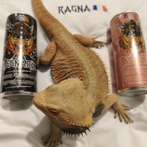 Pogona vitticeps mâle à vendre