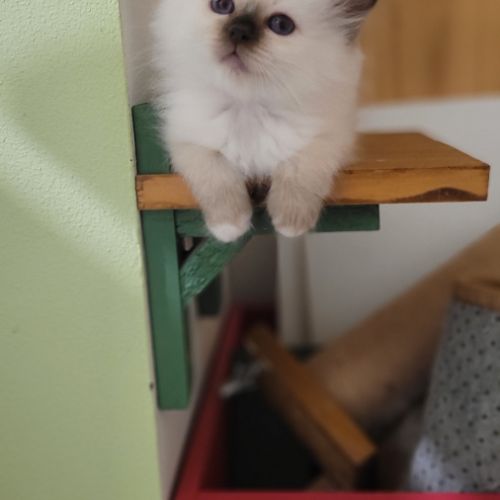 Magnifique chaton sacré de birmanie #3