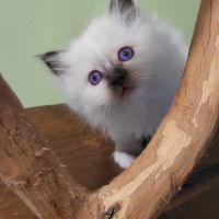 Magnifique chaton sacré de birmanie #1