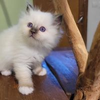 Magnifique chaton sacré de birmanie #0