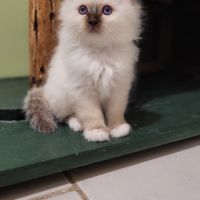 Magnifique chaton sacré de birmanie #4