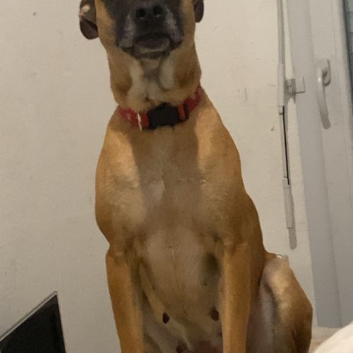 Fifi, adorable croisée malinois adore les câlins #1