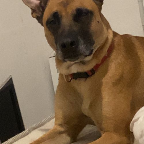 Fifi, adorable croisée malinois adore les câlins #2