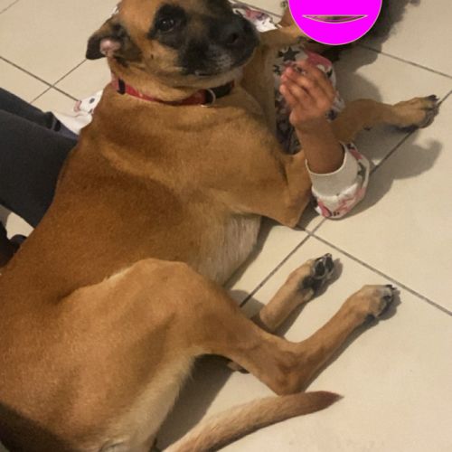 Fifi, adorable croisée malinois adore les câlins #3
