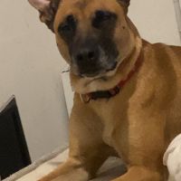 Fifi, adorable croisée malinois adore les câlins #2