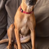 Fifi, adorable croisée malinois adore les câlins #4