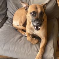 Fifi, adorable croisée malinois adore les câlins #0