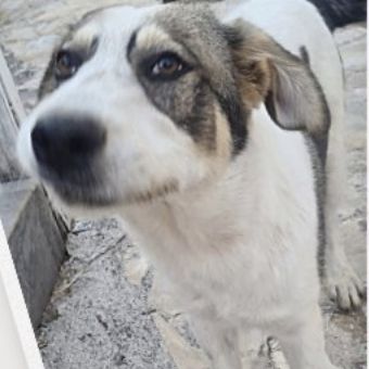 Brutus, joueur et énergique