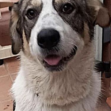 Brutus, joueur et énergique #2