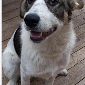 Brutus, joueur et énergique #3