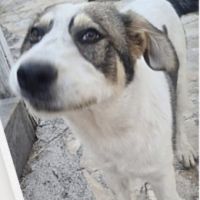 Brutus, joueur et énergique