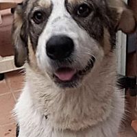 Brutus, joueur et énergique #2