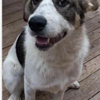 Brutus, joueur et énergique #3