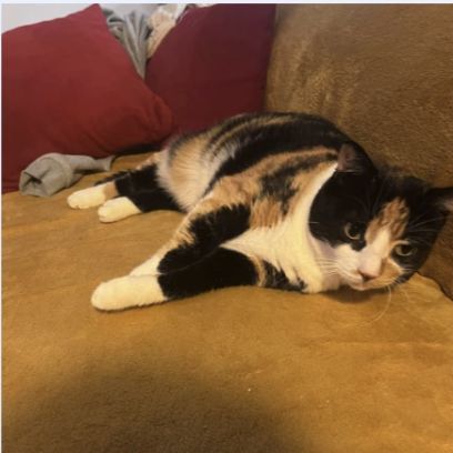 Chanel, douce et câline