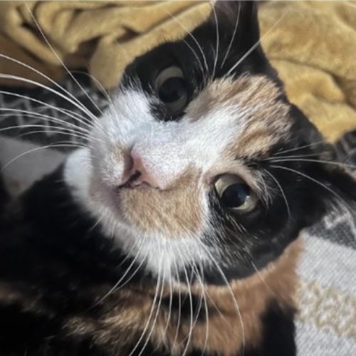 Chanel, douce et câline #3