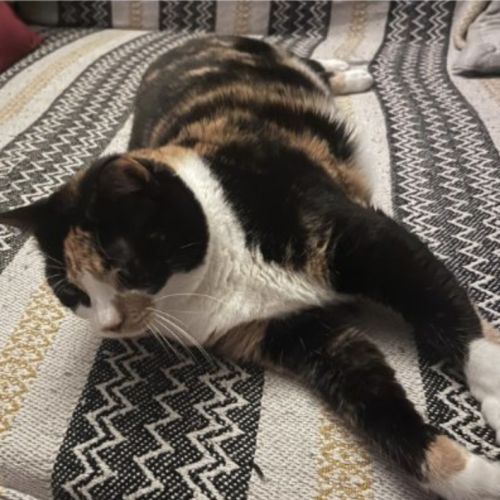 Chanel, douce et câline #4