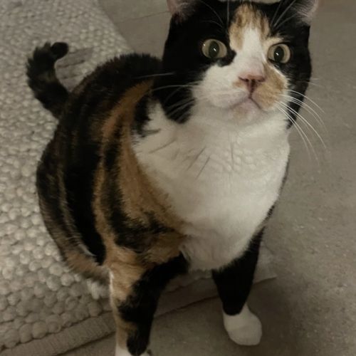 Chanel, douce et câline #5