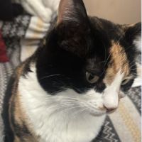 Chanel, douce et câline #1