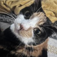 Chanel, douce et câline #3