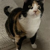 Chanel, douce et câline #5