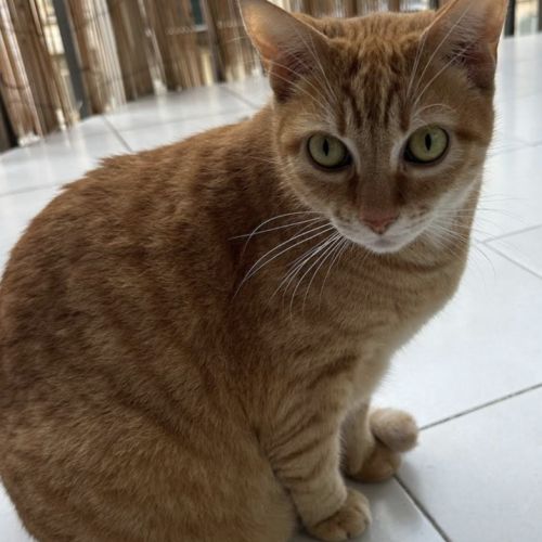 Roméo, tendre et calme #1