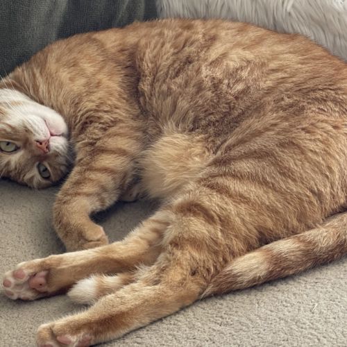 Roméo, tendre et calme #2