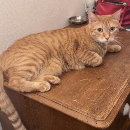 Roméo, tendre et calme