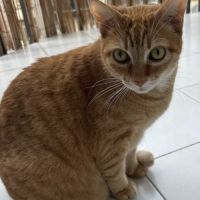 Roméo, tendre et calme #1