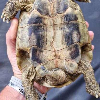 Tortue hermann mâle 2010