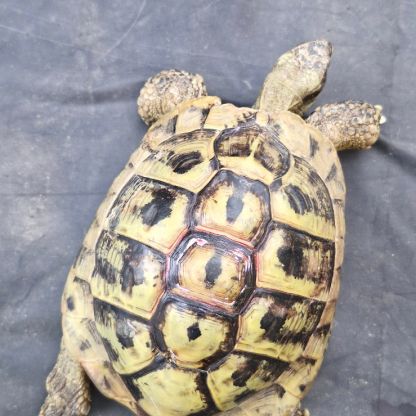 Tortue hermann mâle 2010 #3