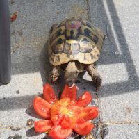 Tortue hermann mâle 2010 #1