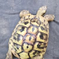 Tortue hermann mâle 2010 #3