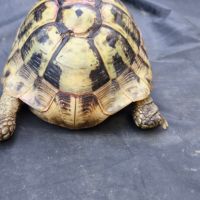 Tortue hermann mâle 2010 #4