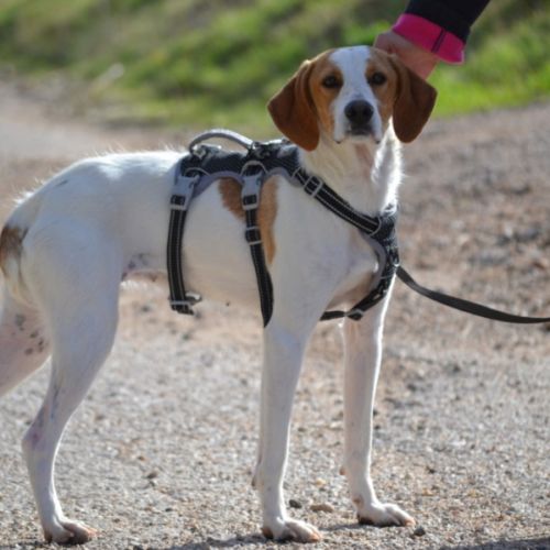 Toba, petite chienne affectueuse de 8 kg #4