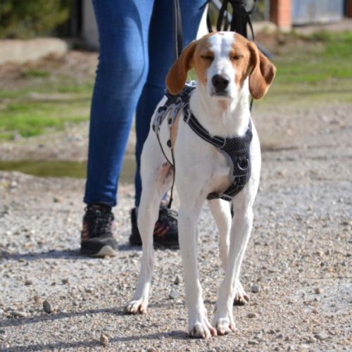 Toba, petite chienne affectueuse de 8 kg #5