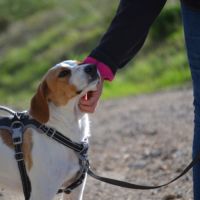 Toba, petite chienne affectueuse de 8 kg #1