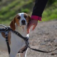 Toba, petite chienne affectueuse de 8 kg #2